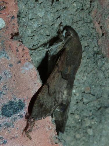 Réf. 201 345 : Macroglossum stellatarum